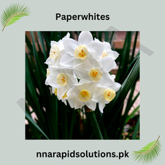 Paperwhite Bulbs Fragrant Winter Bloomers