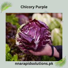 Chicory Purple Hybrid Seeds in Pakistan Leafy Winter Vegetable for Salads & Gardens