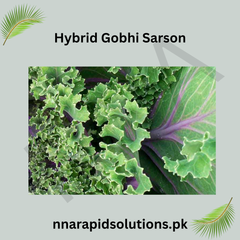 Hybrid Gobi Sarson ( ) Seeds