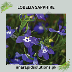 Lobelia Sapphire Seeds in Pakistan Bright Blue Seasonal Flowering Plants