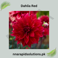 Red Dahlia Bulb Bold & Striking Blooms