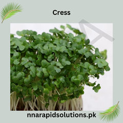 Cress Hybrid Seeds in Pakistan Fast-Growing Herb Seeds for Kitchen Gardens
