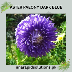 Aster Paeony Dark Blue Seeds in Pakistan Large Seasonal Blooming Flowers