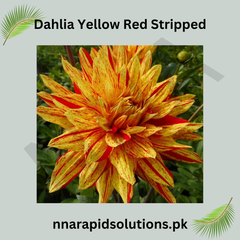Dahlia Yellow Red Striped Bulb Unique & Eye-Catching Blooms