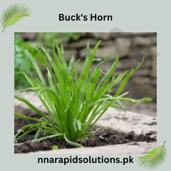 Bucks Horn Plantain Hybrid Seeds in Pakistan Leafy Herb Seeds for Salads & Garnishes
