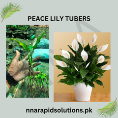 Peace Lily Tubers Elegant Indoor & Outdoor Blooms