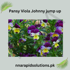Pansy/ Pensy Viola Johnny Jump Up Charming Tricolor Flower Seeds