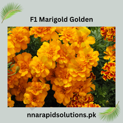 1 Marigold Golden Plant Bright & Long-Lasting Summer Blooms