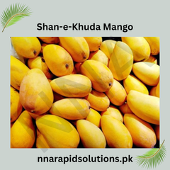 Shan-e-Khuda Mango Plant 1.5 Years Old