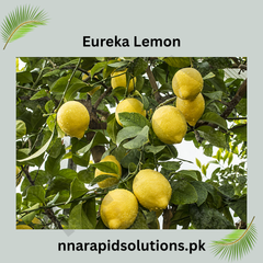 Eureka Lemon Plant 1 Year Old