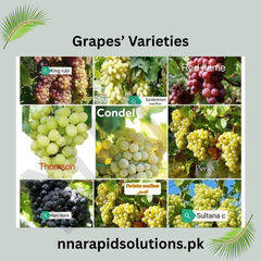 Shugran Grapes Plant (3 Years) Fruiting Vine, for Immediate Yield