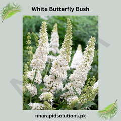 White Butterfly Bush Fragrant Blooms that Attract Butterflies & Bees