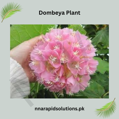 Dombeya Plant Beautiful Tropical Shrub with Rosy, Clustered Blooms