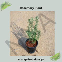 Fresh Rosemary Plant Aromatic, Medicinal & Easy to Grow