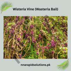 Wisteria Vine (Wasteria Bail) | Elegant Flowering Climber