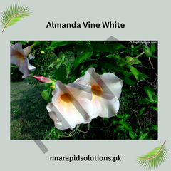 White Almanda/Allamanda Vine Plant | Flowering Climber for Home & Garden