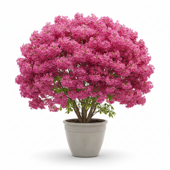 Tabebuia Plant (Tabobia) | Trumpet Tree with Stunning Flowers