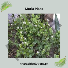 Motia Plant in Pakistan Fragrant White Arabian Jasmine for Home Gardens