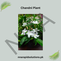 Chandni Plant in Pakistan Fragrant White Flowering Shrub (Tagar)