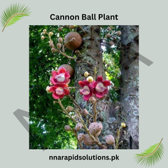 Cannon Ball Plant