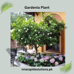 Gardenia Big Plants Fragrant & Elegant Blooms