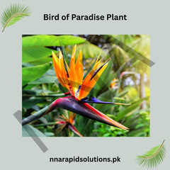 Bird of Paradise Plant Exotic, Elegant & Statement Indoor/Outdoor Plant