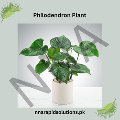 Philodendron Plant Elegant, Air-Purifying & Low Maintenance