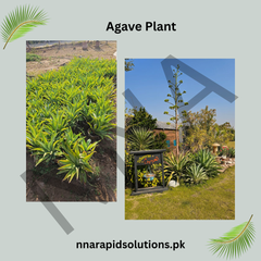 Agave Hardy Ornamental Succulent for Pakistani Gardens