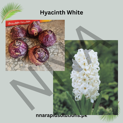 Hyacinth White Flower Bulb Elegant & Fragrant Spring Blooms
