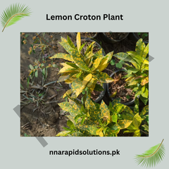 Lemon / Yellow Croton Bright Decorative Foliage Plant for Home & Garden