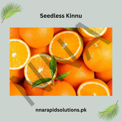 Seedless Kinnow (Kinnu) Plant Premium Citrus Variety for Home Gardens