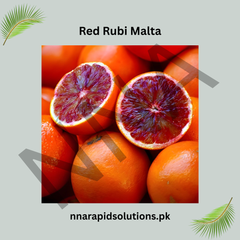 Red Rubi Malta Plant Premium Blood Orange Variety