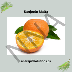 Sanjeelo Malta Plant Sweet, Juicy & Premium Citrus Variety for Pakistan