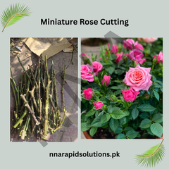 Miniature Rose Vine Cuttings for Sale Compact, Free-Flowering Roses for Small Spaces