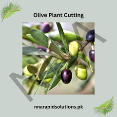 Olive Plant Cutting Healthy Propagation Material for Home Growing