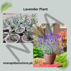 Lavender Plant Fragrant, Medicinal & Evergreen Beauty