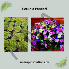Petunia Paneeri Healthy Seedlings in Multiple Vibrant Colors