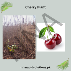 Cherry Plant Sweet & Delicious Home-Grown Fruit Tree