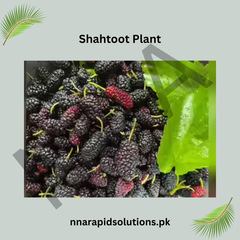Grafted Shahtoot (Mulberry) Plant 2 Years Old, High-Yield Variety