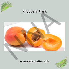 Khoobani (Apricot) Plant Grafted, 2 Years Old, Early Fruiting Variety