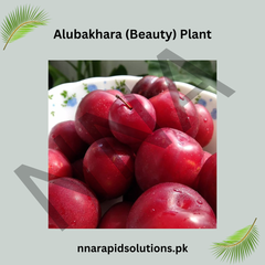 Aloo Bukhara (Beauty) Plant Grafted, 2 Years Old, Premium Plum Variety