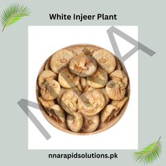 White Fig (Anjeer) Plant 2 Years Old Grafted Early Fruiting Variety Pakistan