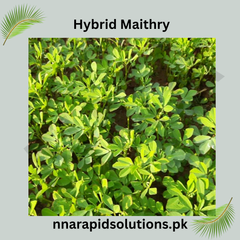 Hybrid Maithray Seeds Fresh, Nutritious & High-Yield Fenugreek