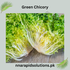 Green Chicory Hybrid Seeds in Pakistan Leafy Salad Vegetable for Kitchen Gardens