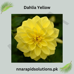 Dahlia Yellow Bulb Bright Sunshine Blooms for Your Garden