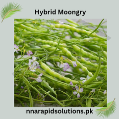 Hybrid Mongray Seeds Crisp, Nutritious & High-Yield Winter Crop