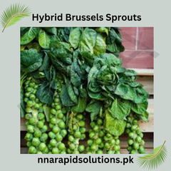 Hybrid Brussels Sprout Seeds High Yield Winter Vegetable
