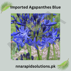 Imported Agapanthus Blue Exotic Summer Blooms