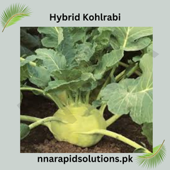 Hybrid Kohlrabi Seeds Nutritious & Fast-Growing Winter Vegetable