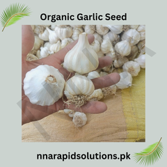 Organic Garlic (Lehsun) Seeds Premium Quality for High Yield (Per Kg)